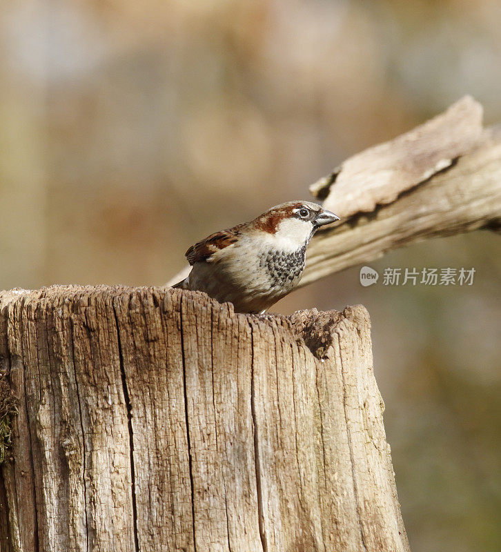 家麻雀(Passer domesticus)雄性